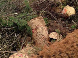 yard-waste-doritedisposal-lake-norman-charlotte_edited_edited