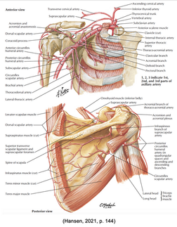 The effect of osteoarticulation treatment on improving acute shoulder impairment