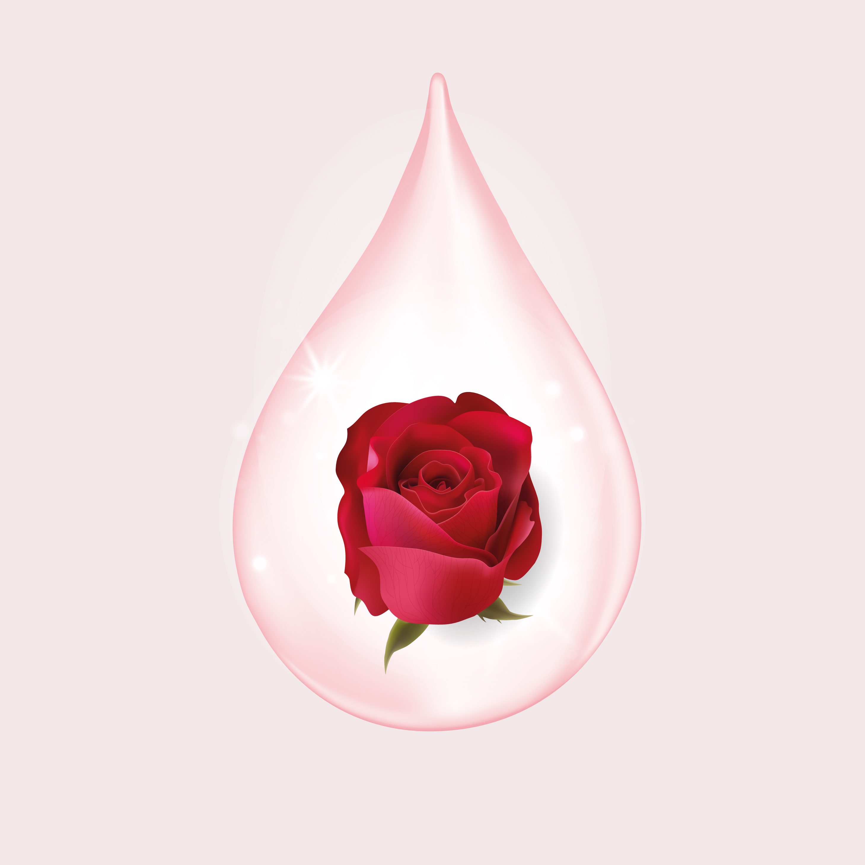 Rose Stem Cell