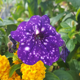Étoile violette
