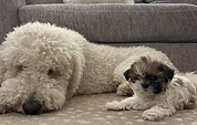 Natalies Pets