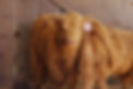 image2 (1).jpeg
