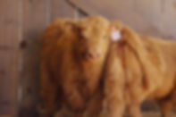 image2 (1).jpeg