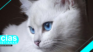 Coby el gato en felino mas famoso del mundo