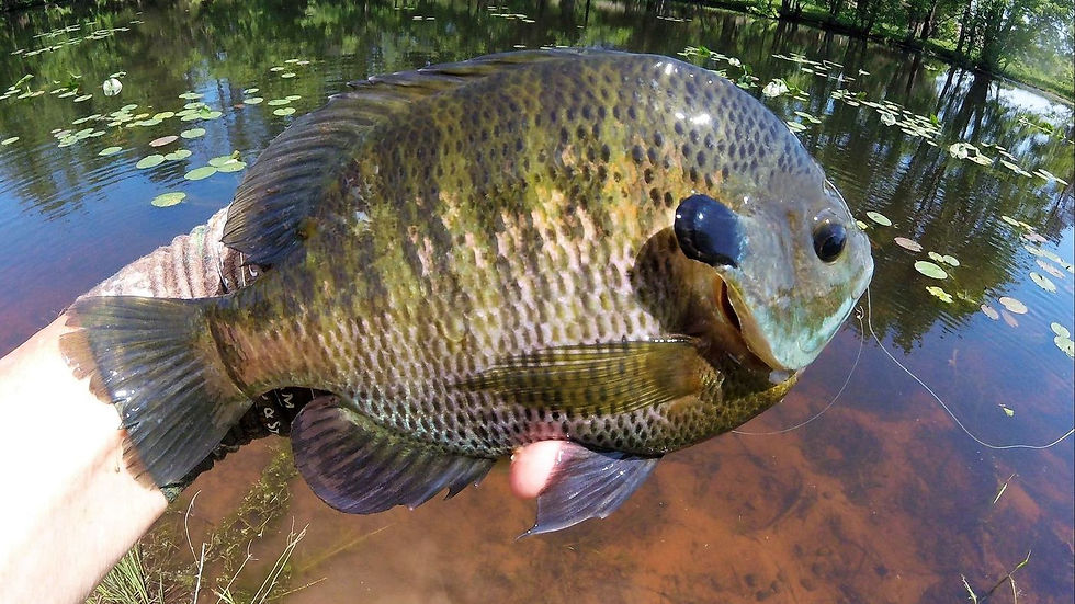 Thumbnail: Fishing (Half Day)