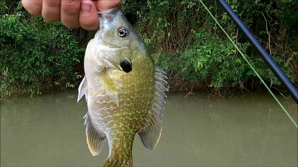 Thumbnail: Fishing (Half Day)