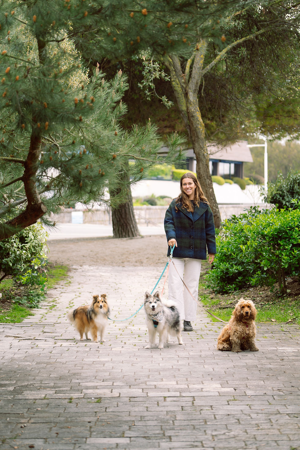 Miniature : Kit petsitter – 3 laisses modulables