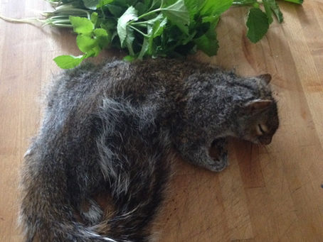 Squirrel's back on the menu