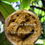 Thumbnail: 2 oz Glass Jar of Batana Oil