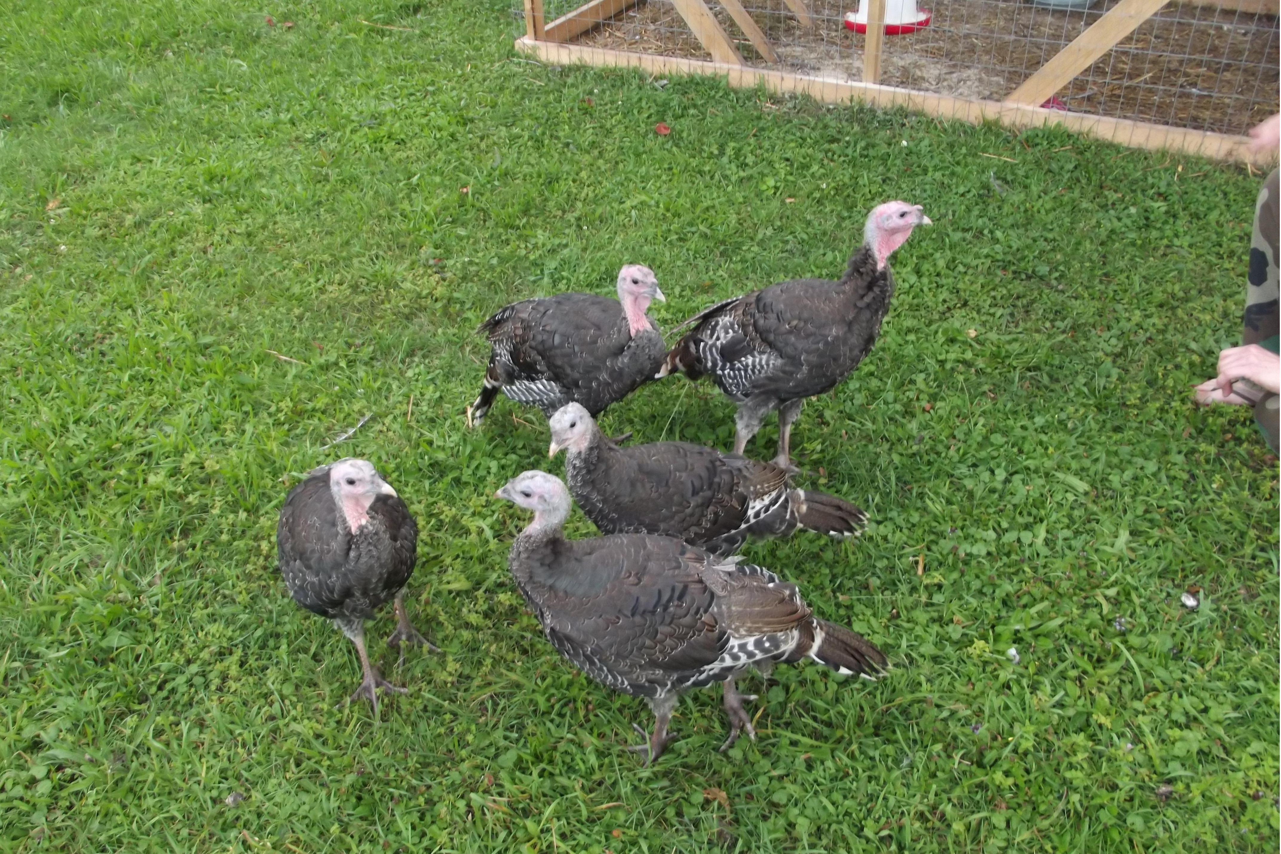 Grateful Life Farm