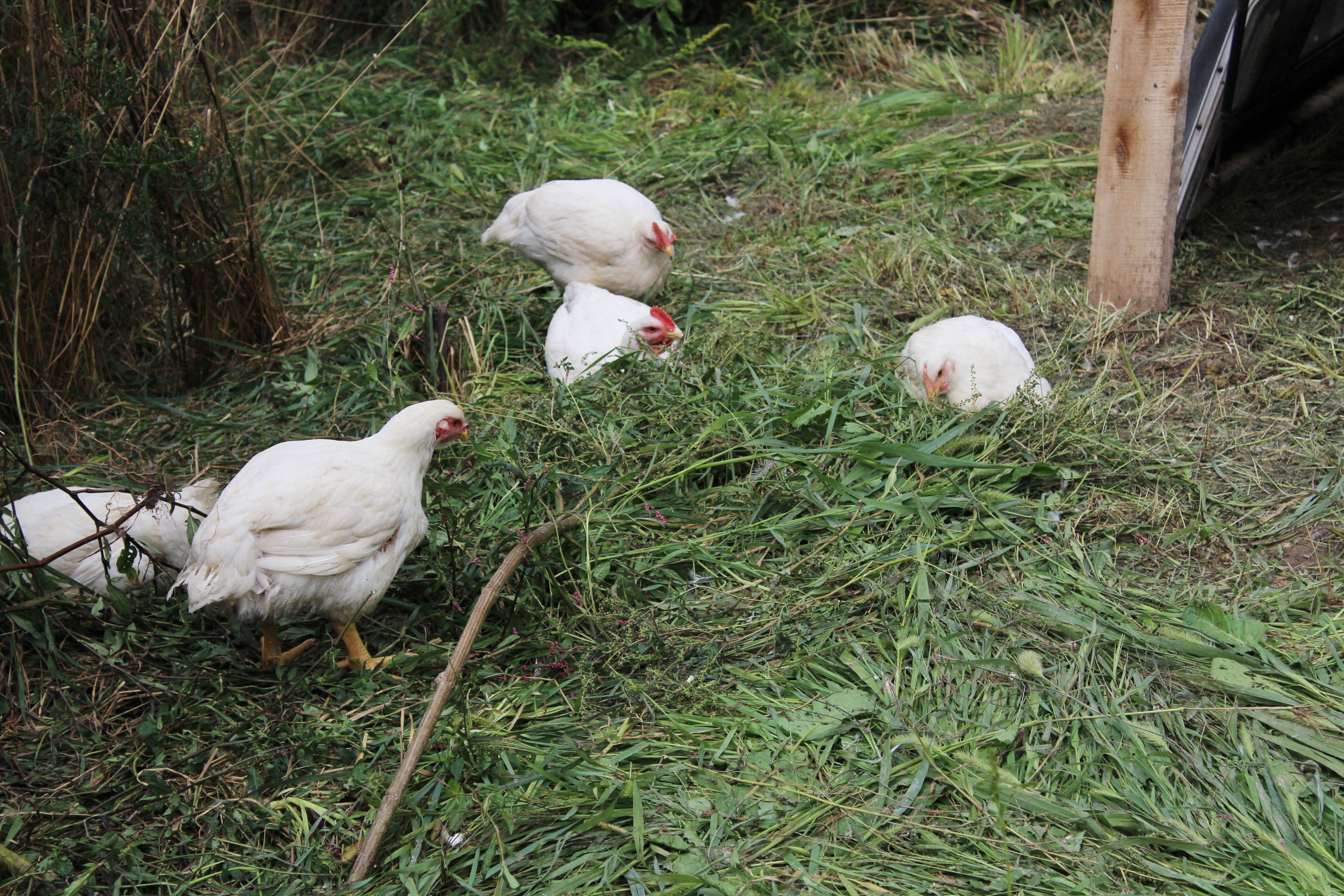 Conforti Family Farm