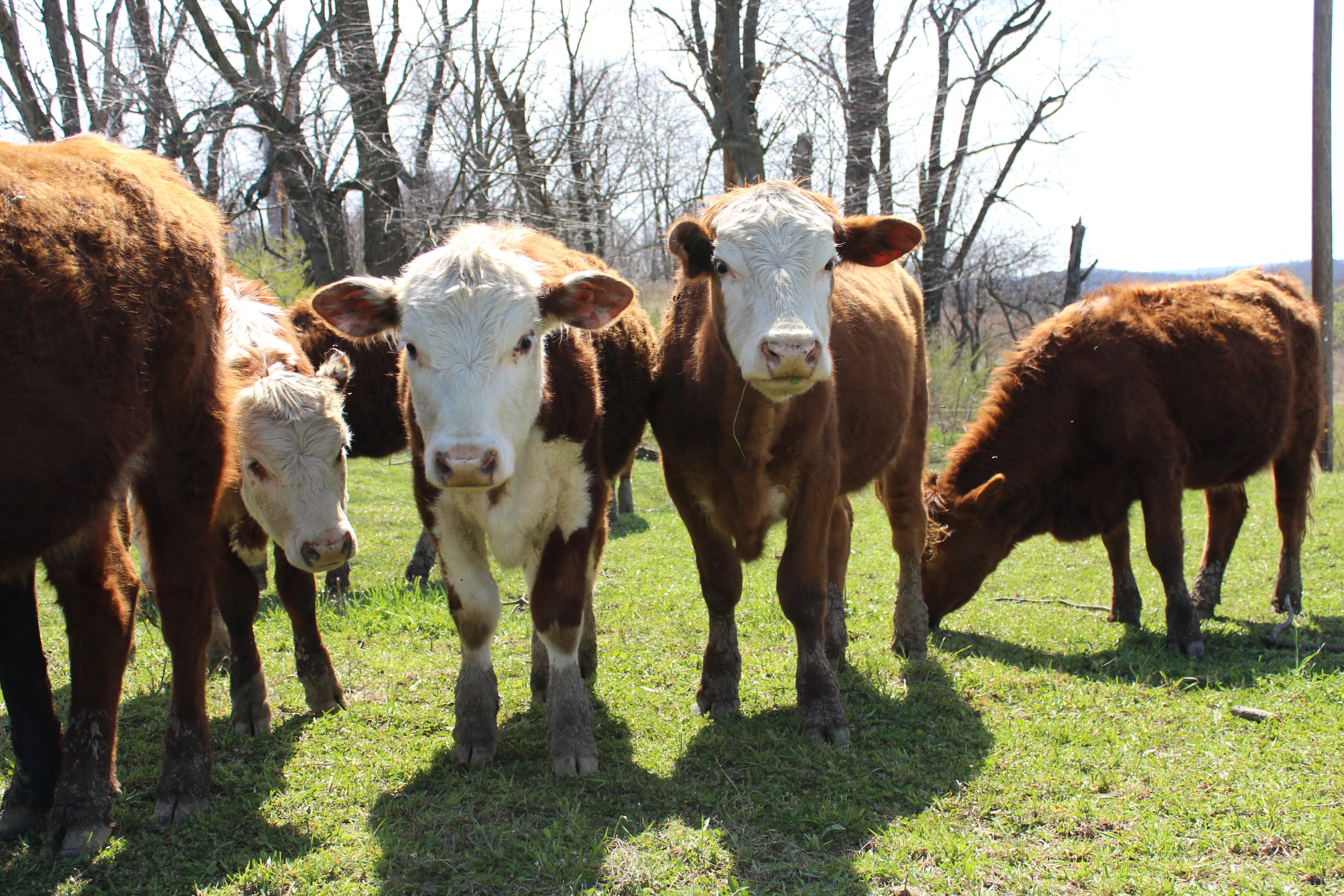 Chaganra Farm