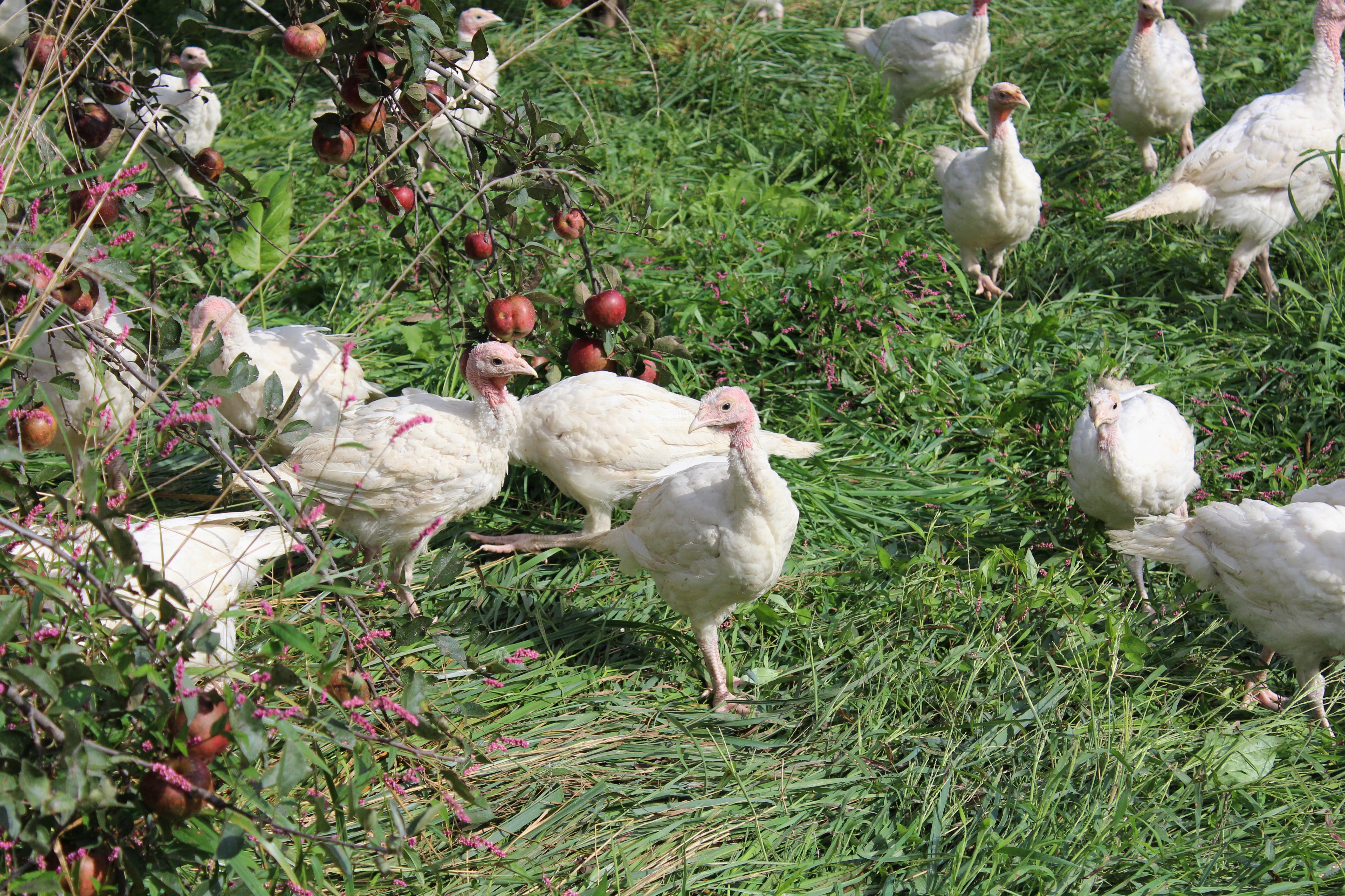 Walnut Hill Farm