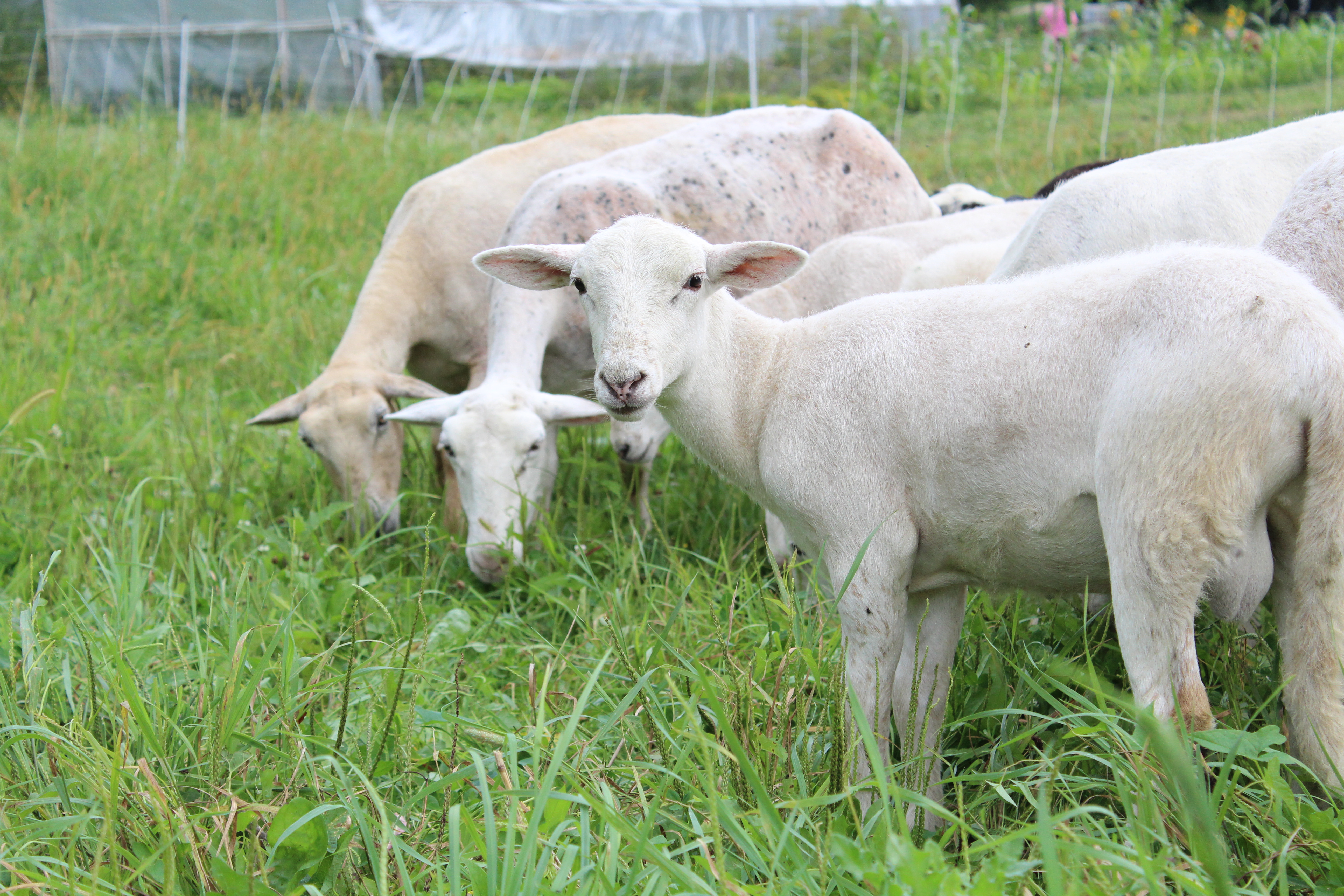 Footprints Farm