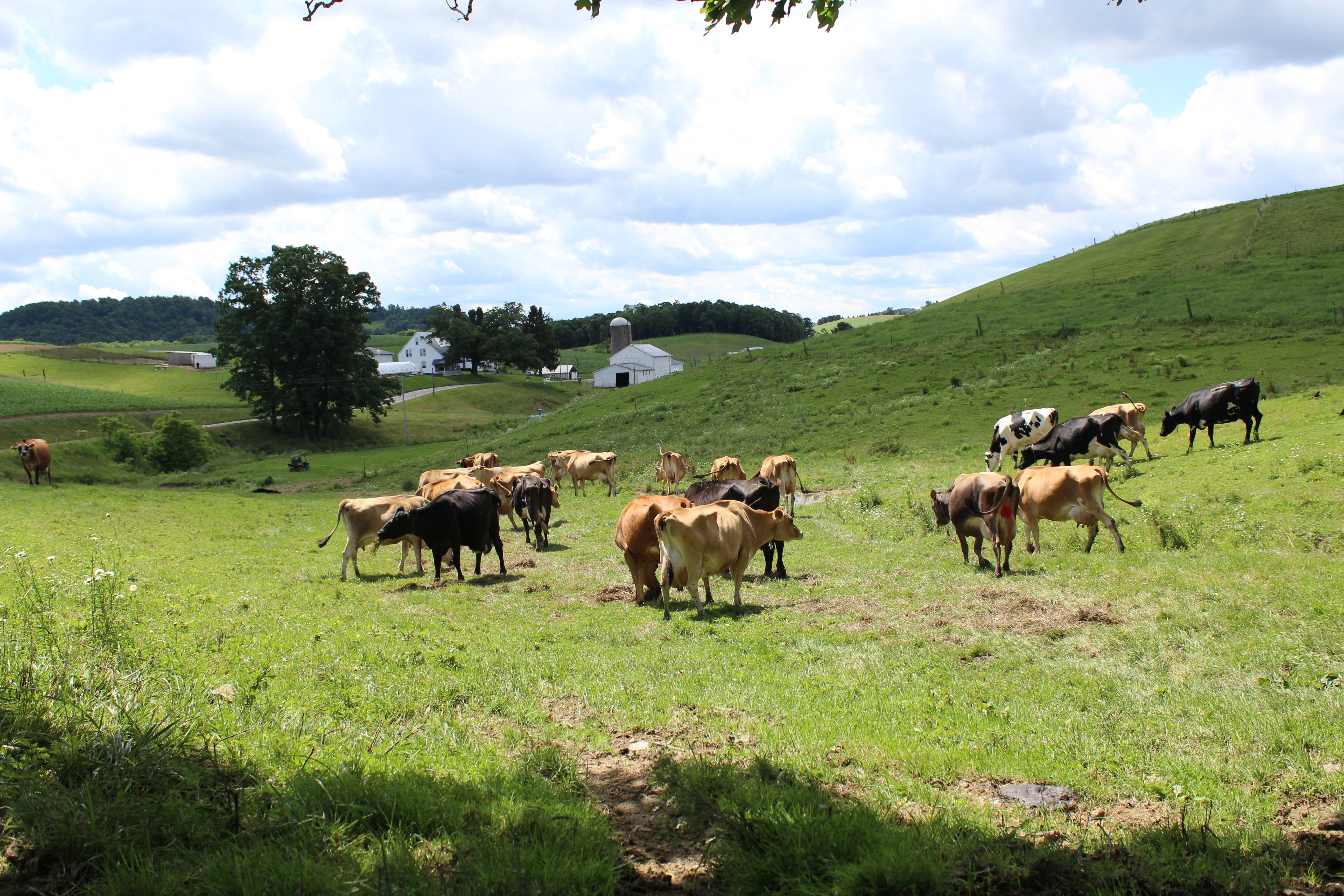 Lone Oak Farm
