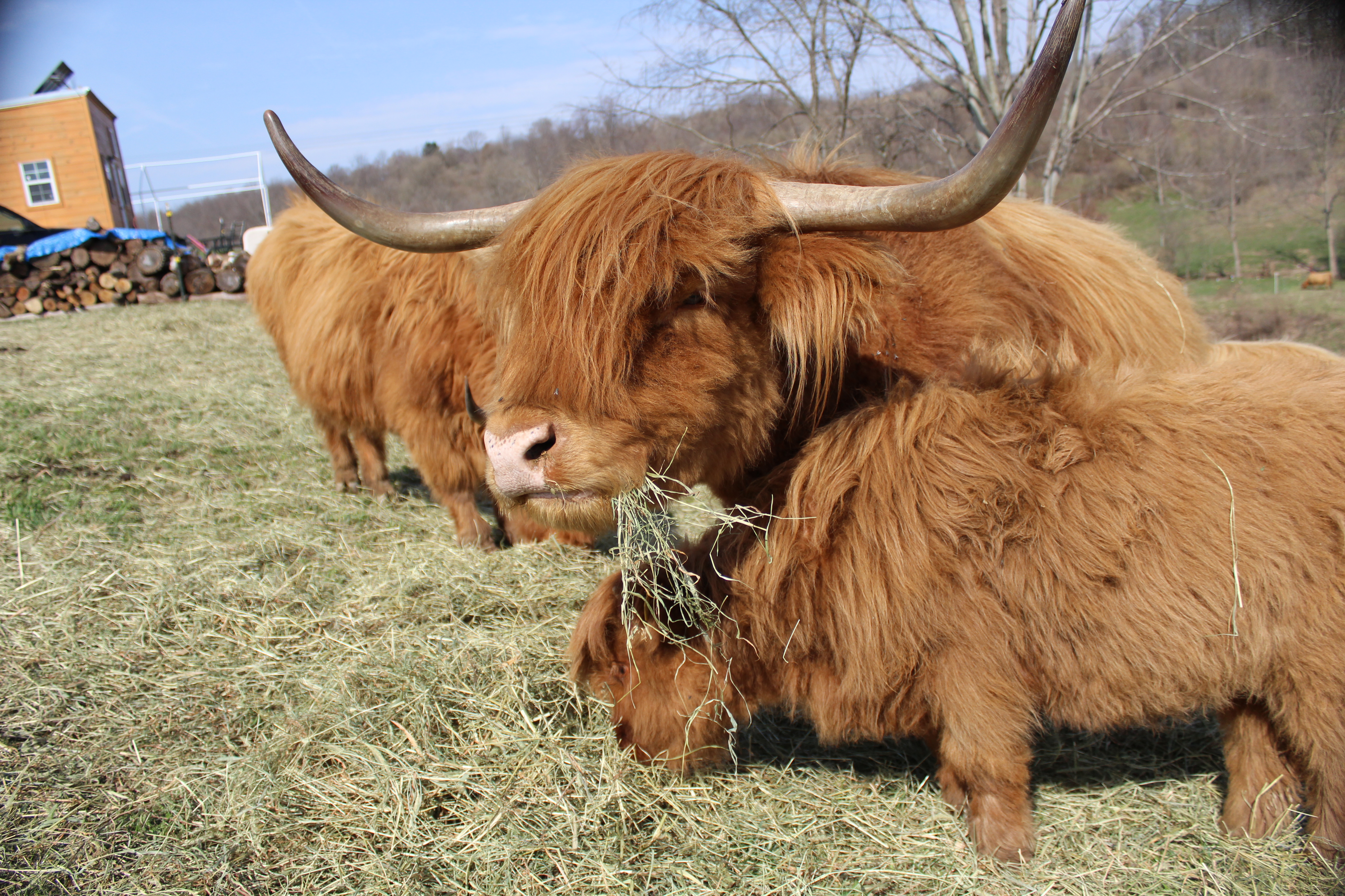 Pittsburgher Highland Farm