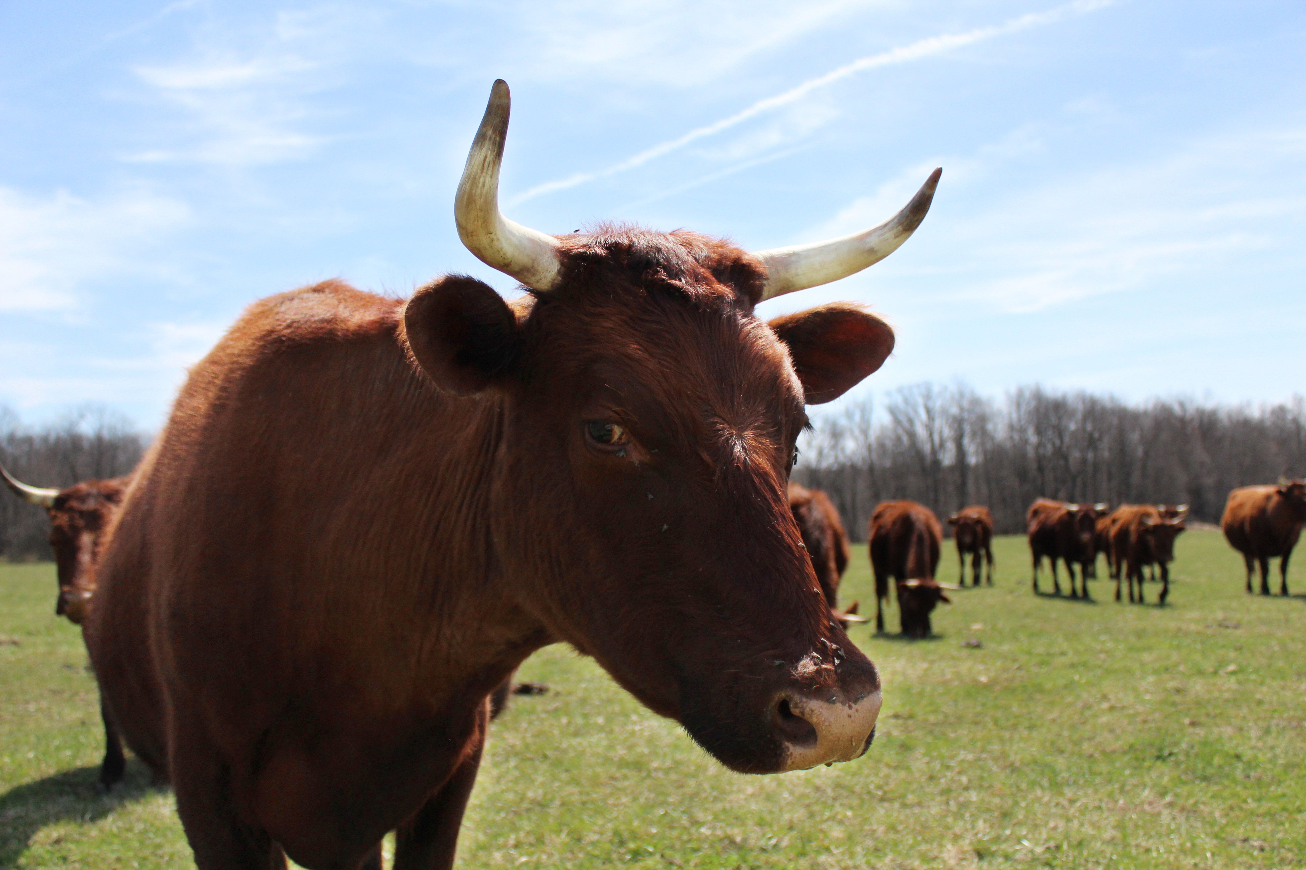 Auburn Meadow Farm