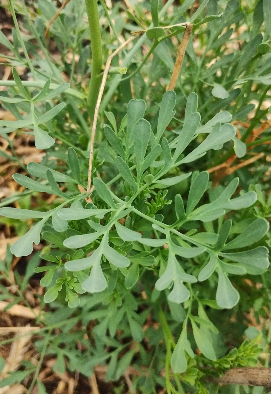 Miniatyrbilde: Vinrute