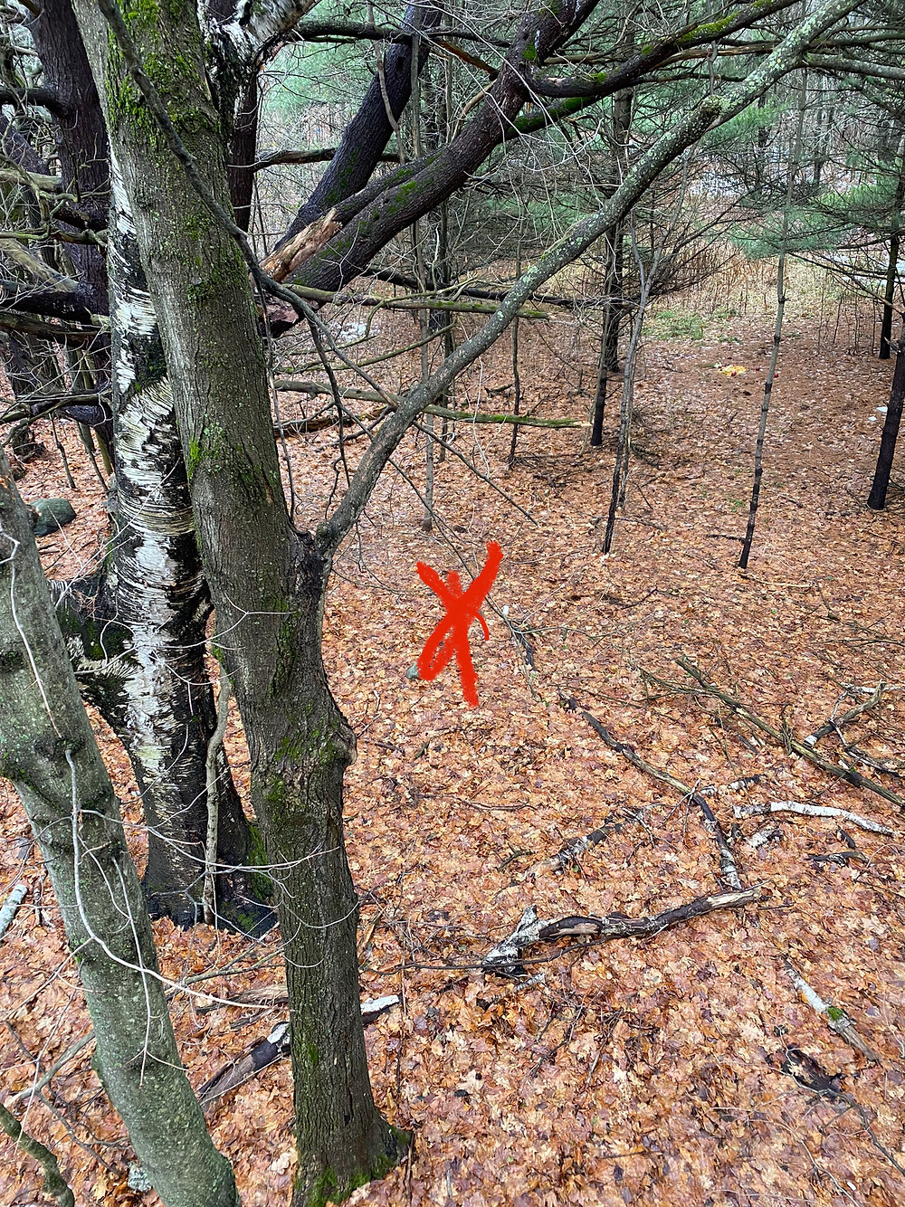 X marking the spot where I shot the deer
