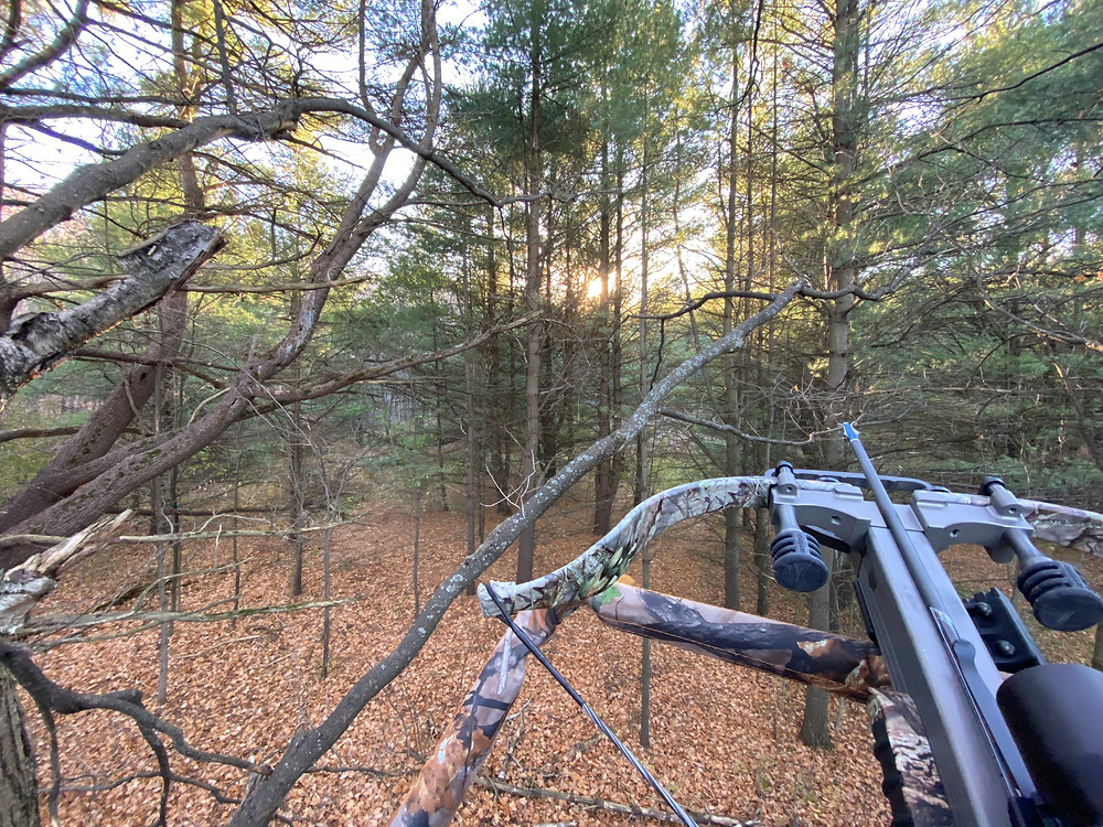 Sun rising through the trees and illuminating the forest.