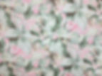Thumbnail: Hostas Meadow Tear Rose