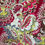 Thumbnail: Teak Cardinal