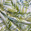 Thumbnail: Largo Chartreuse