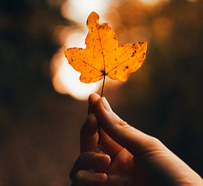 161552821-ver-en-una-hoja-de-naranja-en-otoño_edited_edited_edited.jpg