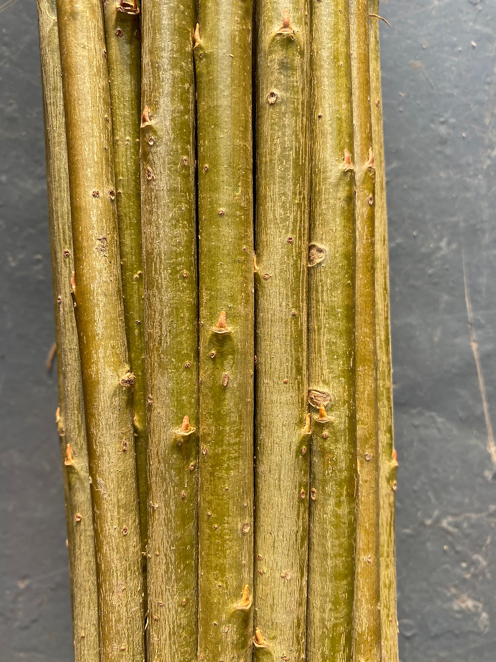 Thumbnail: Willow Cuttings Starter Pack