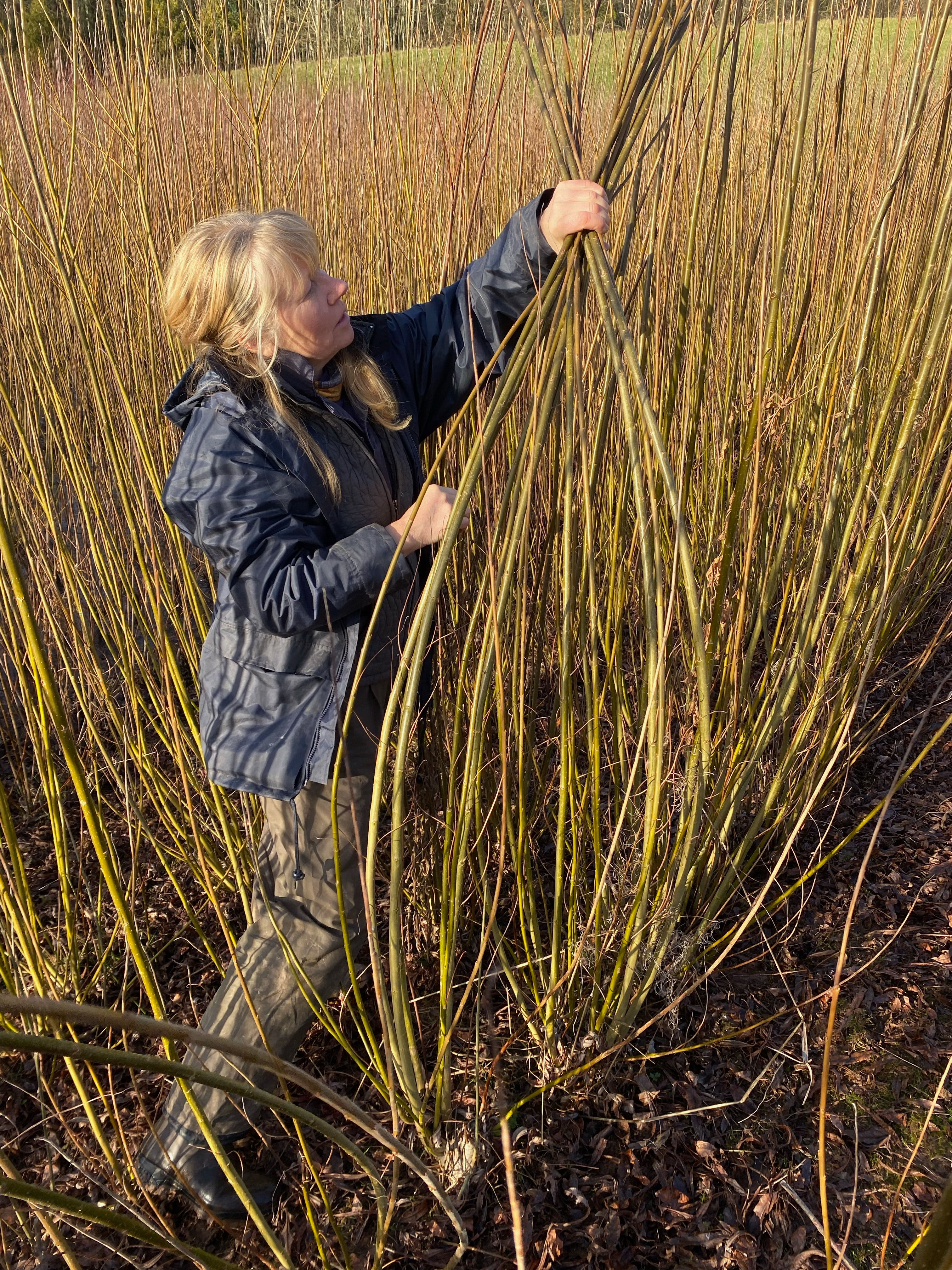 Bowles Hybrid Cuttings Willow