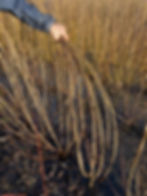 Zwarte Driebast Cuttings - Willow