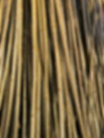 Dickie Meadows Willow Cuttings for Growing