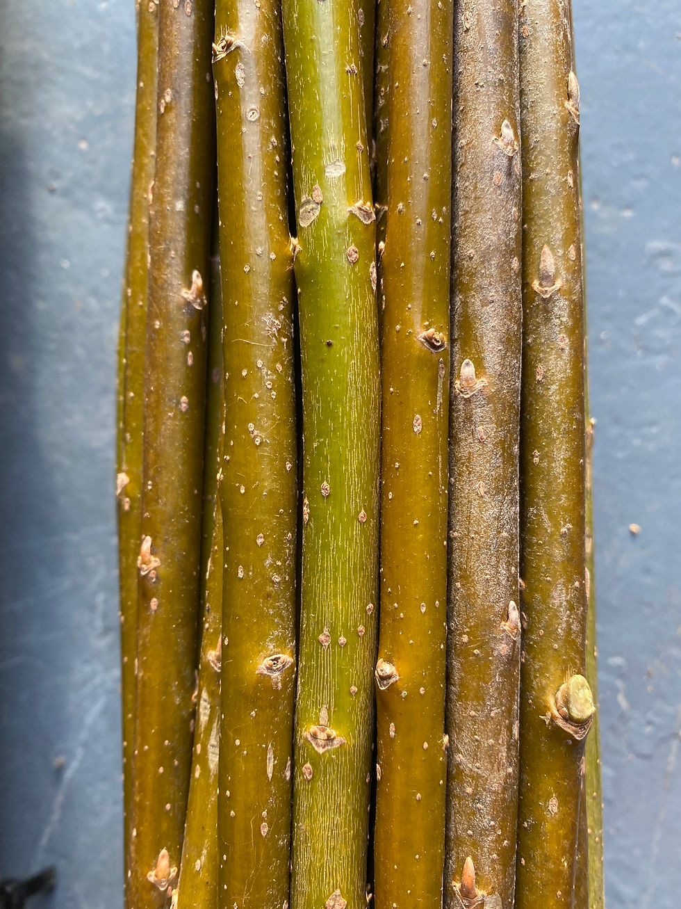 Thumbnail: Willow Cuttings Starter Pack