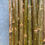 Thumbnail: Bowles Hybrid Cuttings Willow