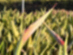 strelitzia_11