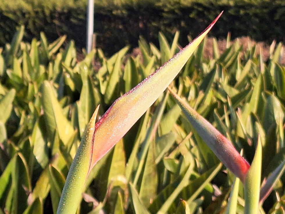 strelitzia_11