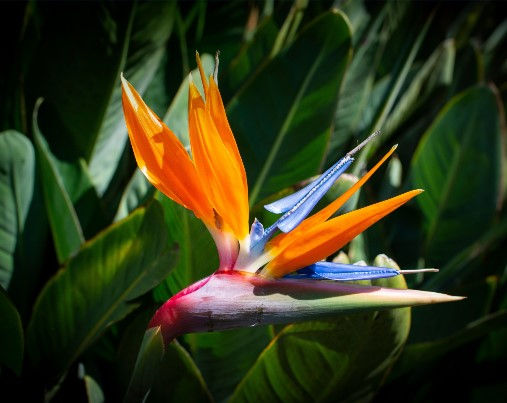 strelitzia_5