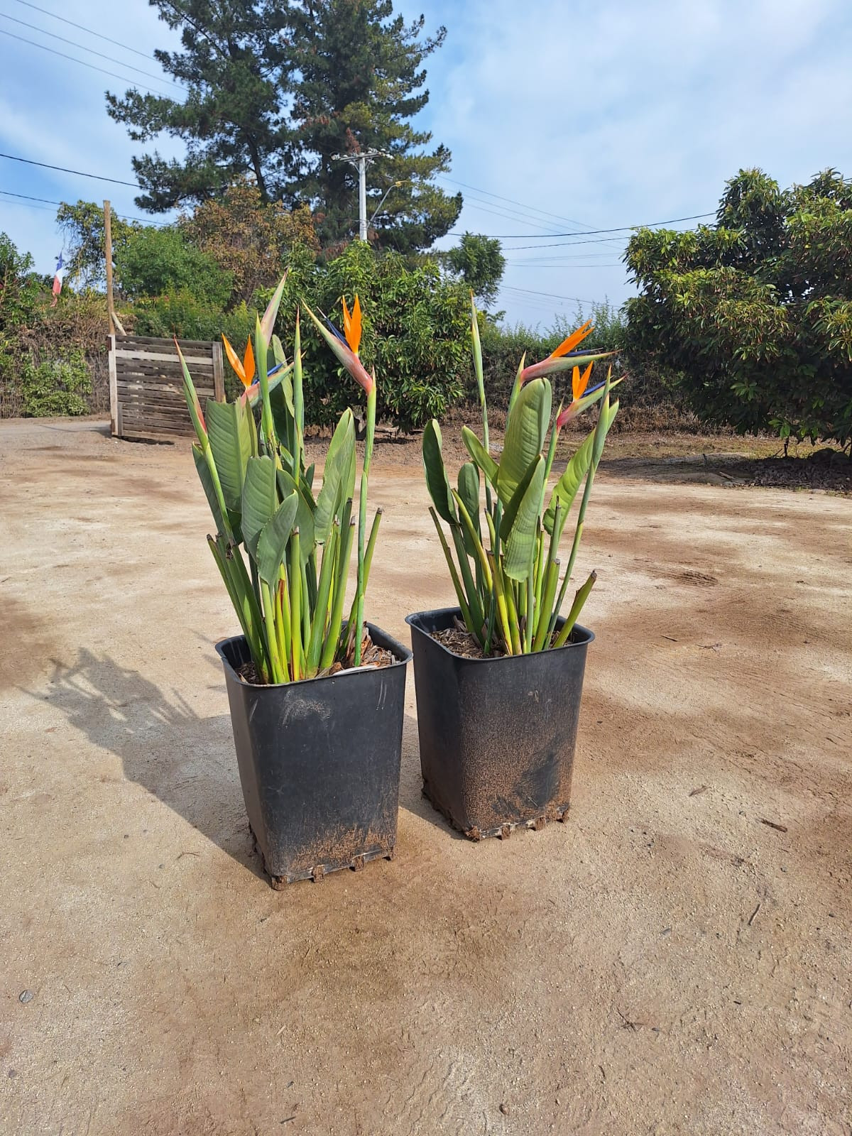 2 (dos) Plantas de Strelitzia Reginae