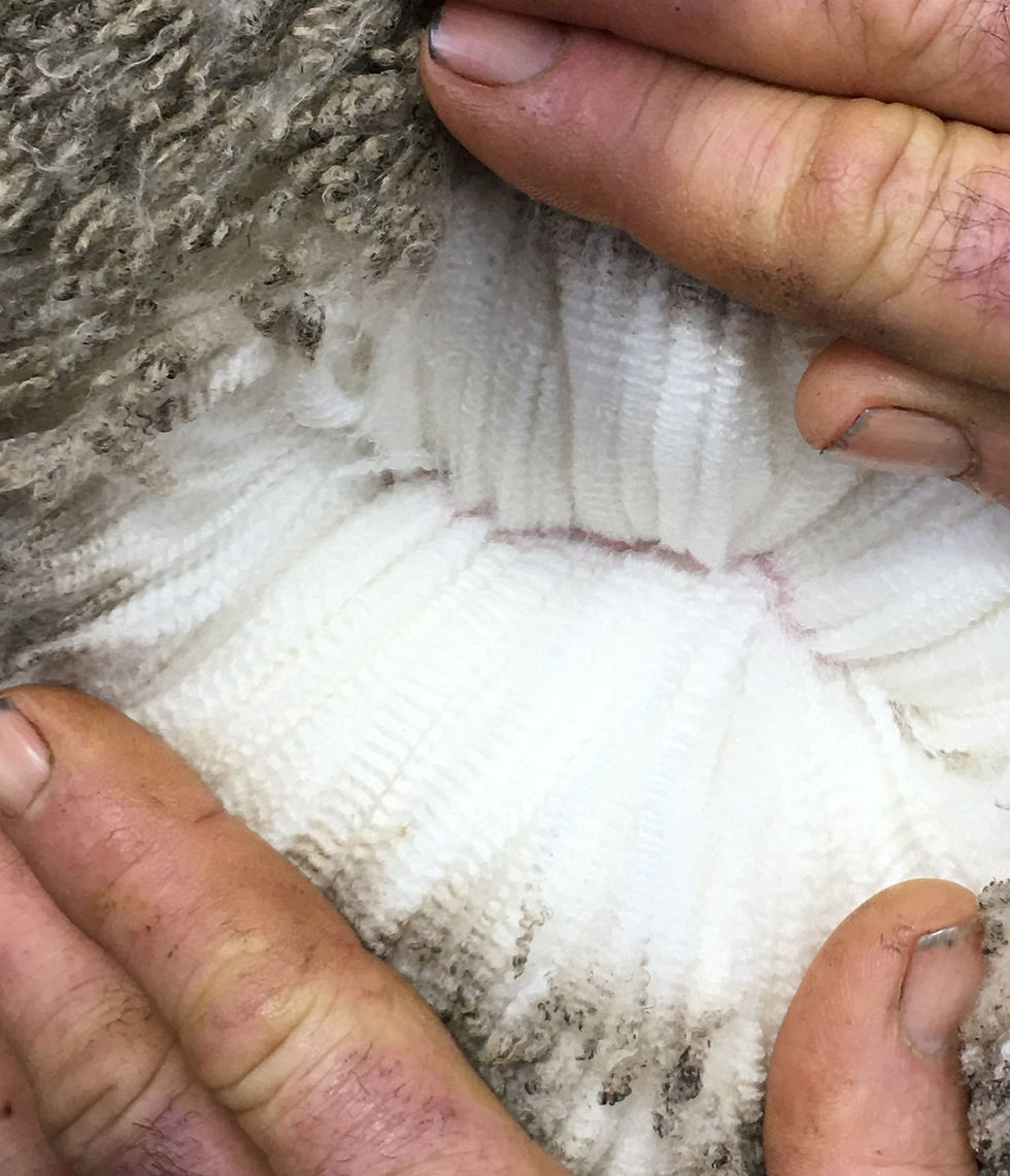 Lot 23 Wool