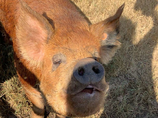 Meet Our Farm's Newest Addition: Idaho Pasture Pigs and Their Adorable Piglets