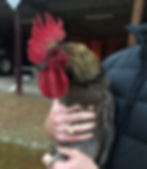 Eye-level view of a French Copper Maran rooster displaying its striking plumage