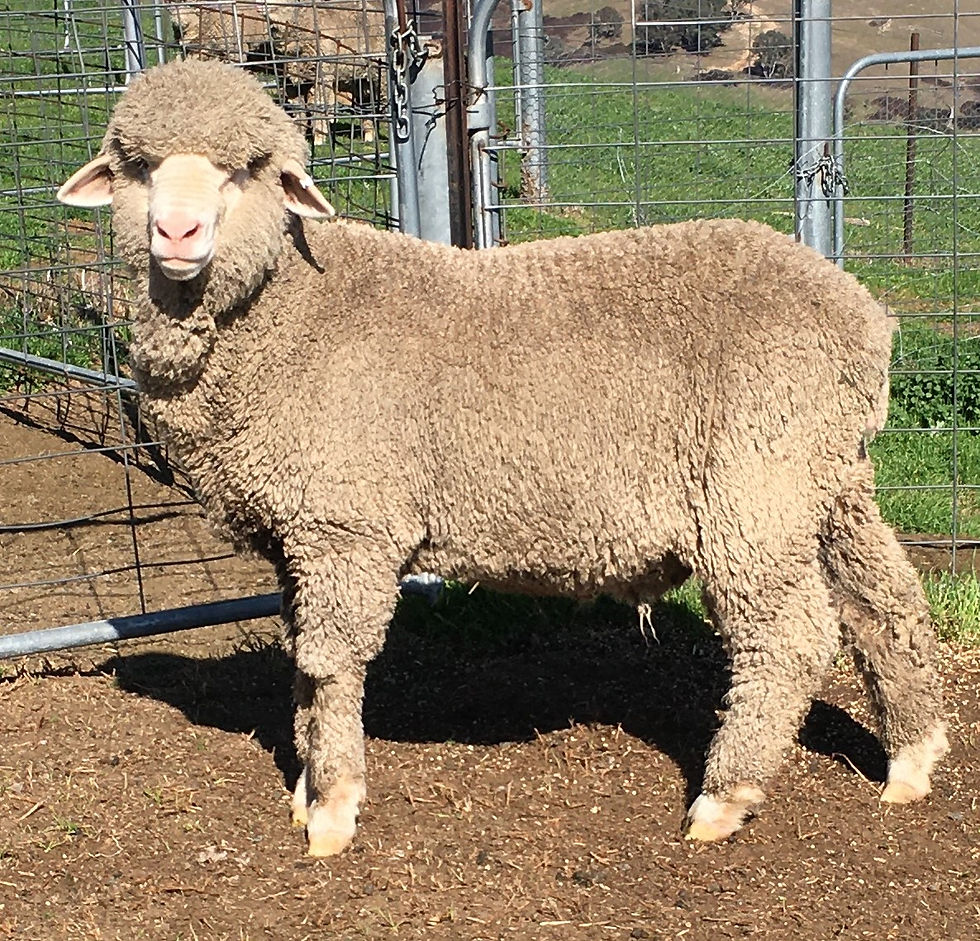 Lot 45