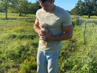 Chicken of the Week: Muffin the Polish Hen