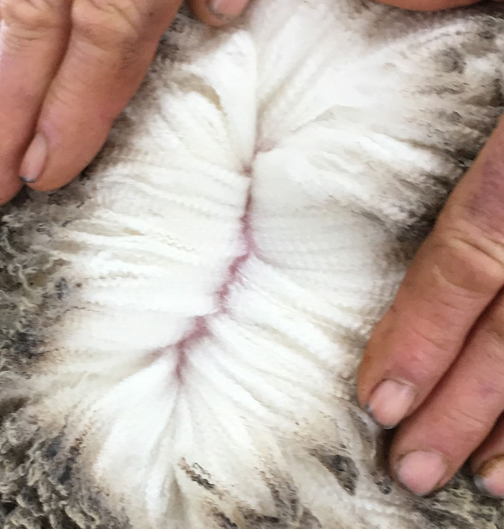 Lot 61 Wool