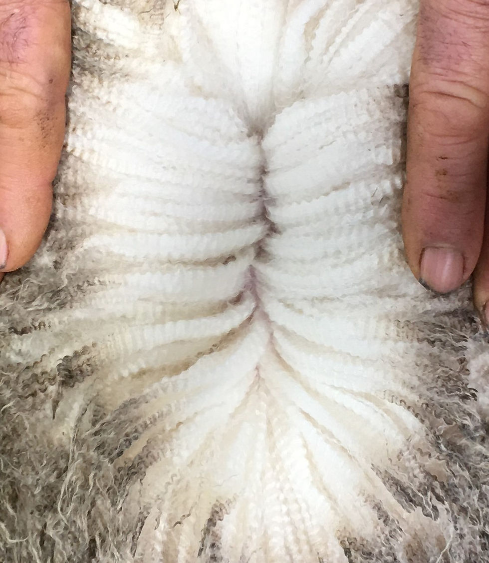 Lot 39 Wool