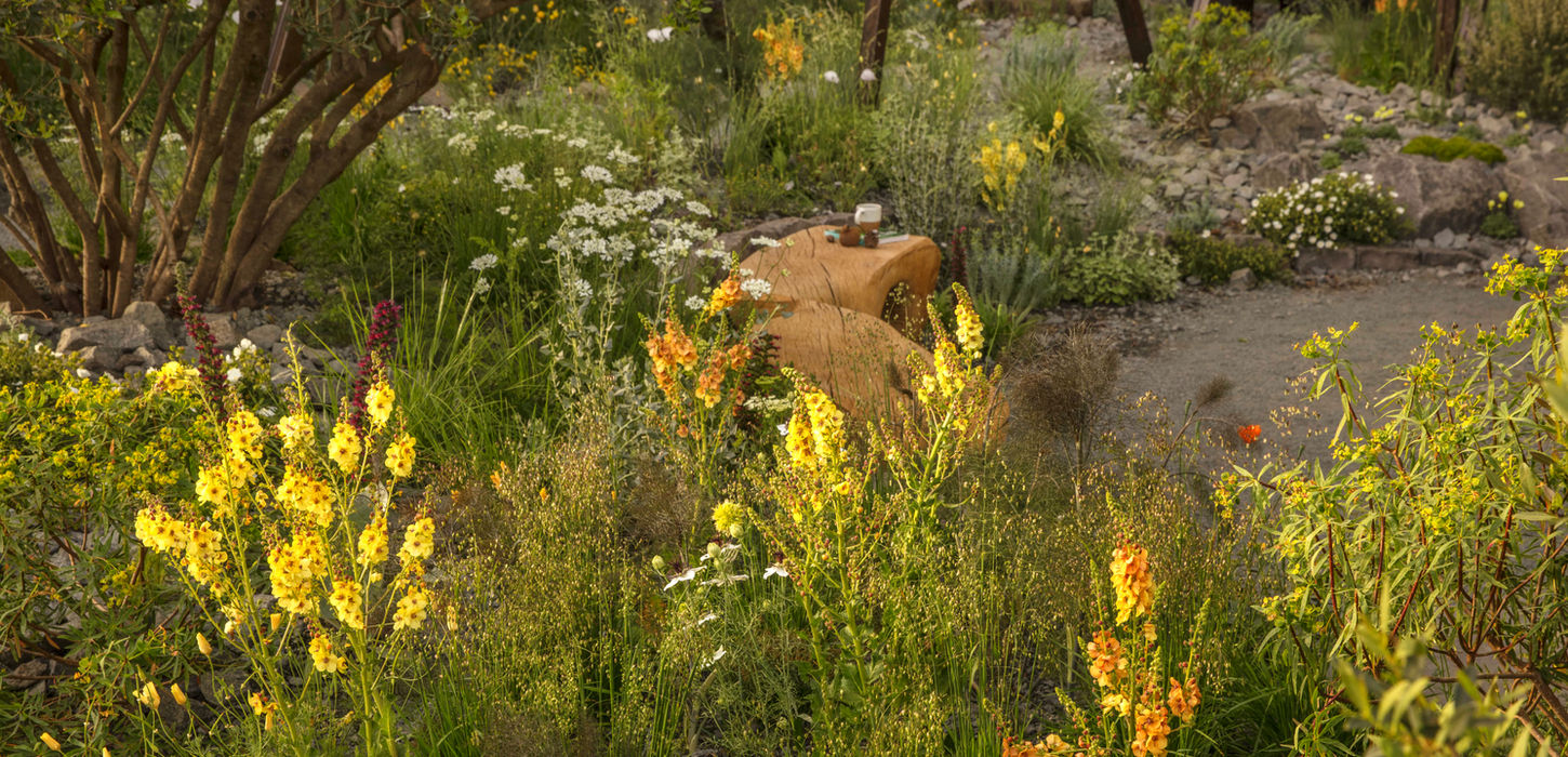 Calming wild garden in sunset by Joe Perkins Design