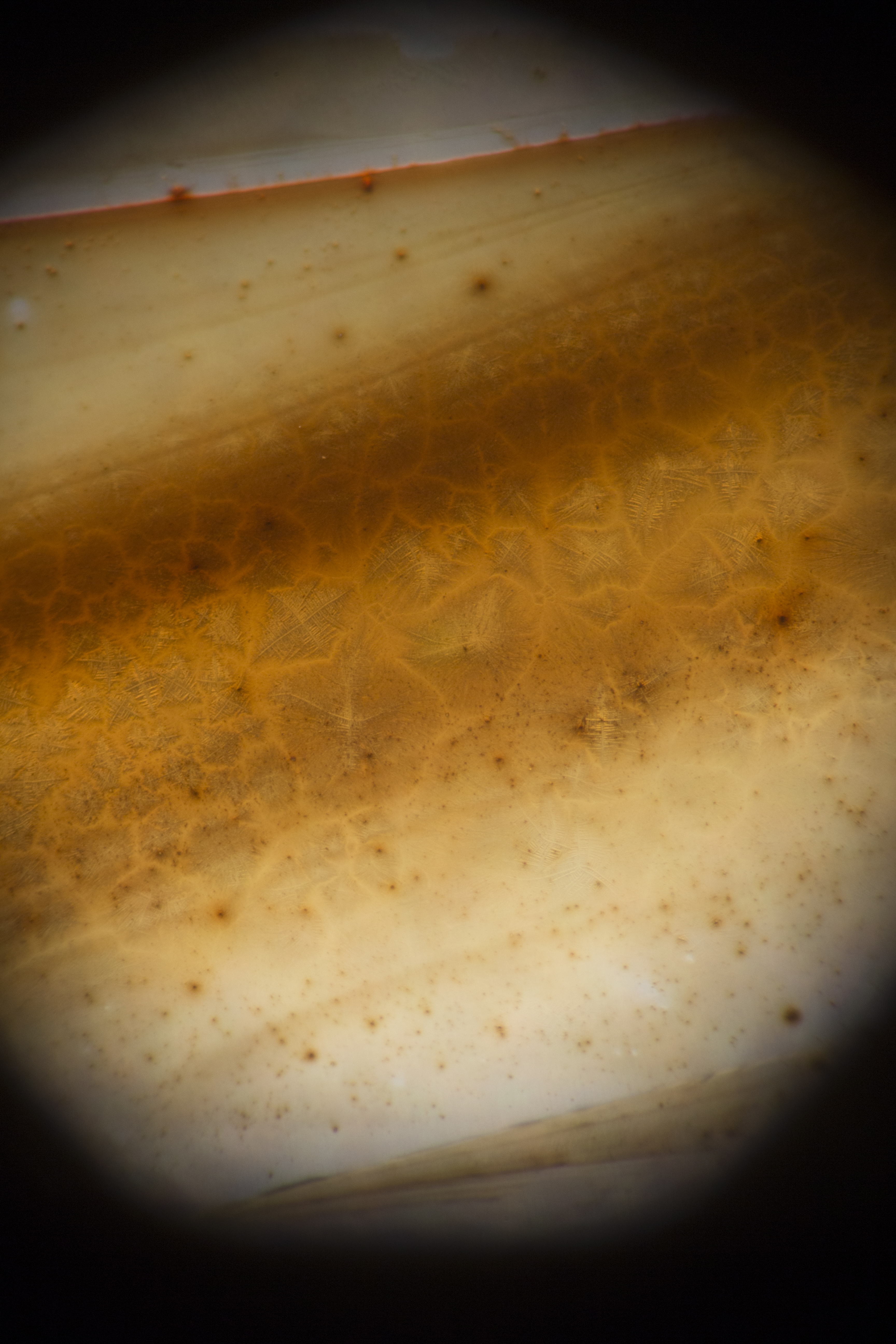 Radiolaria0703.JPG