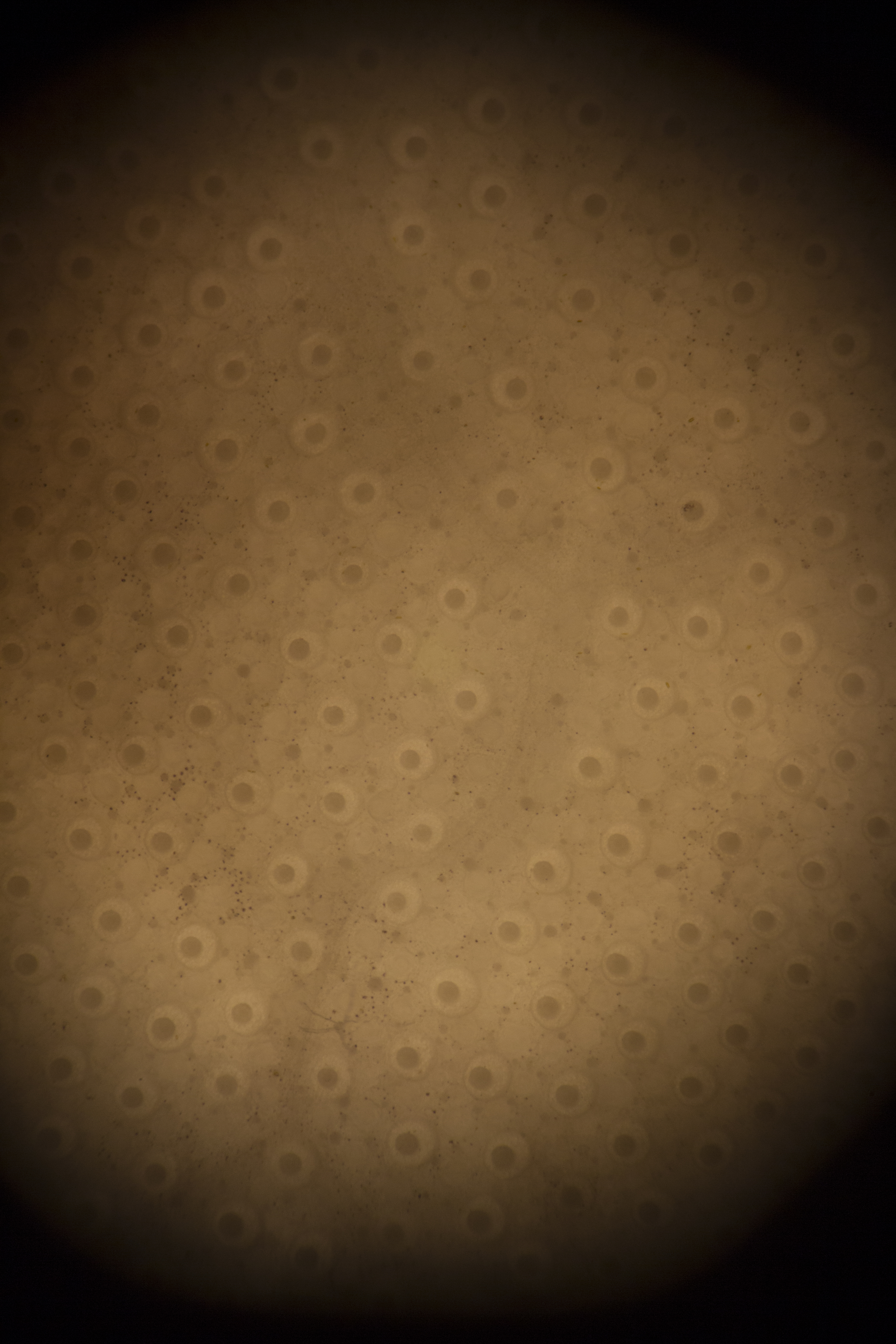 Radiolaria2610.JPG