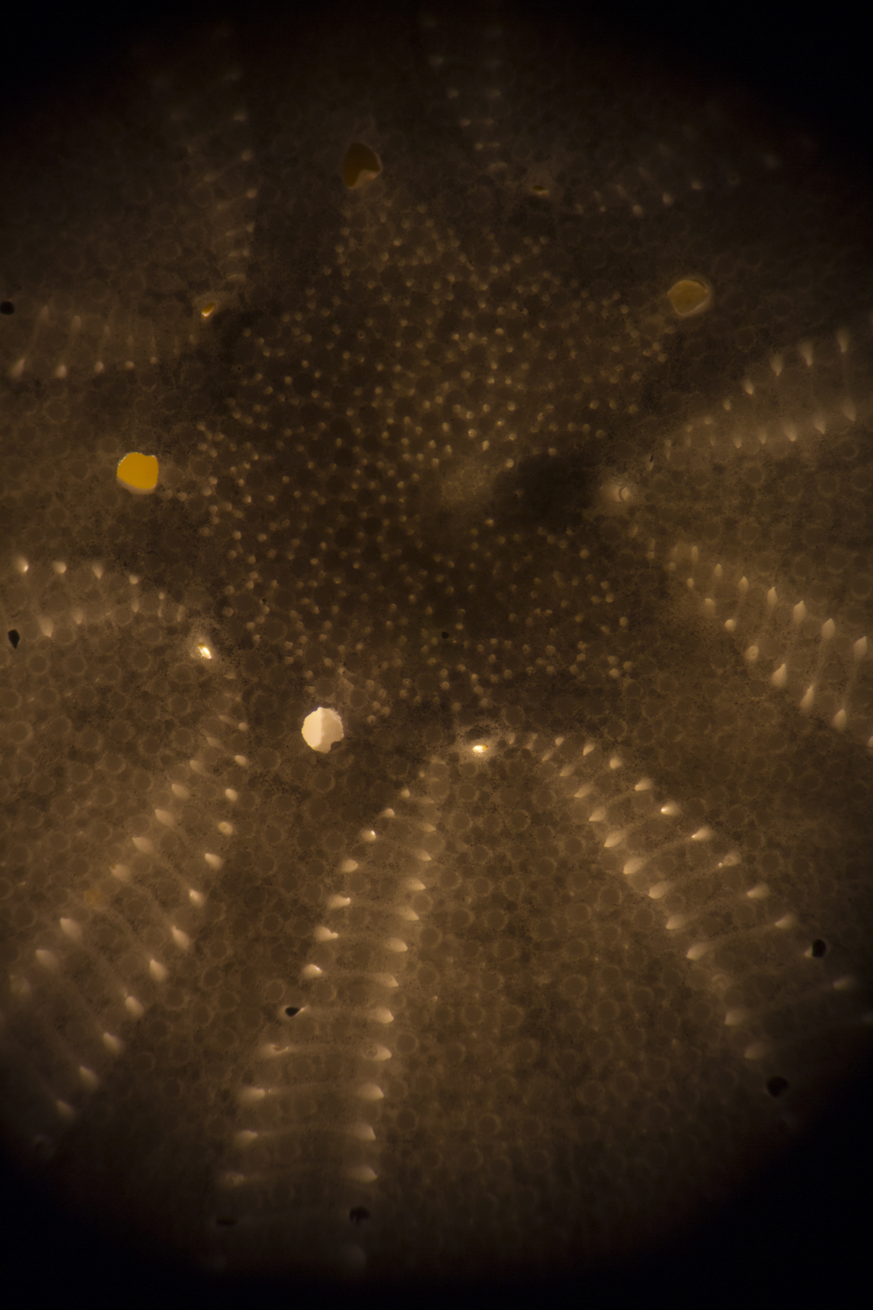 Radiolaria2409.JPG