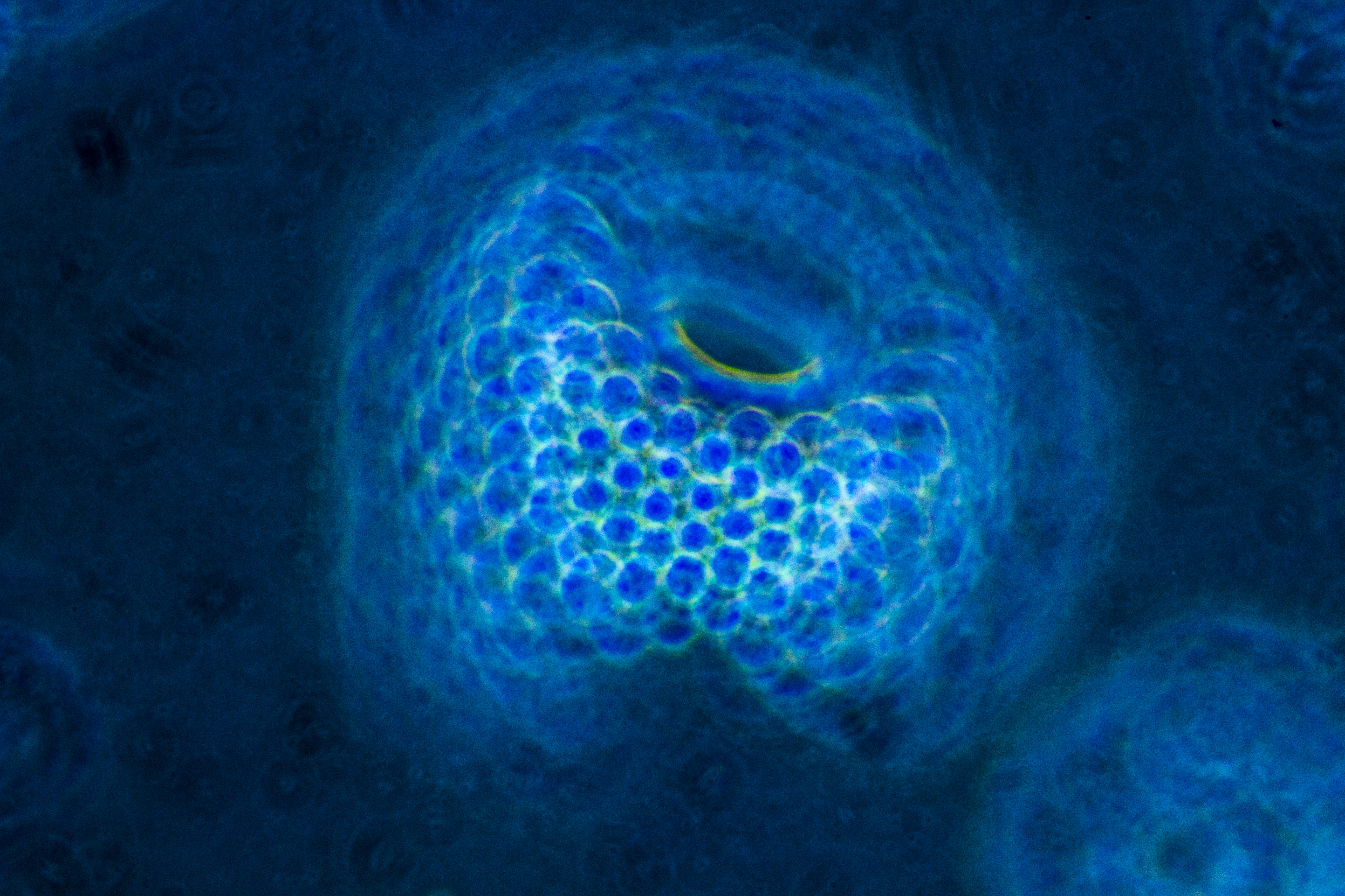 Radiolaria0201.JPG